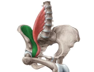 Iliopsoas Misic