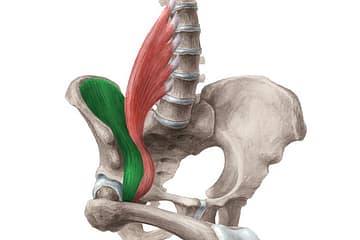 Iliopsoas Misic